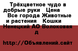 Трёхцветное чудо в добрые руки › Цена ­ 100 - Все города Животные и растения » Кошки   . Ненецкий АО,Волоковая д.